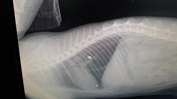 14.1 ΑΚΤΙΝΟΓΡΑΦΙΑ ΓΑΤΟΥ.jpeg