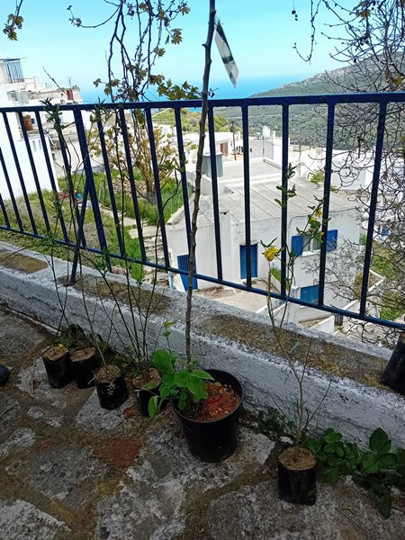 5.5. δενδροφυτευση 2.jpg