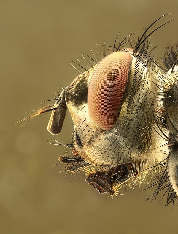 Caliphoridae_head.jpg