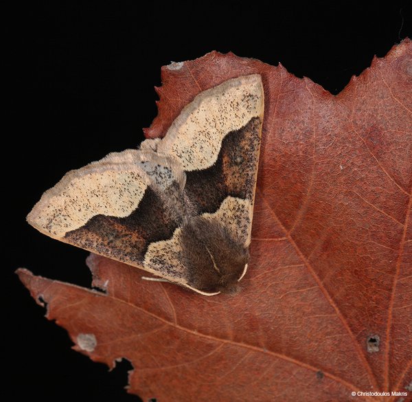 Crocallis cypriaca.jpg