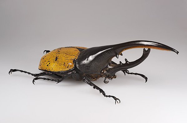 Dynastes_hercules_ecuatorianus_MHNT.jpg