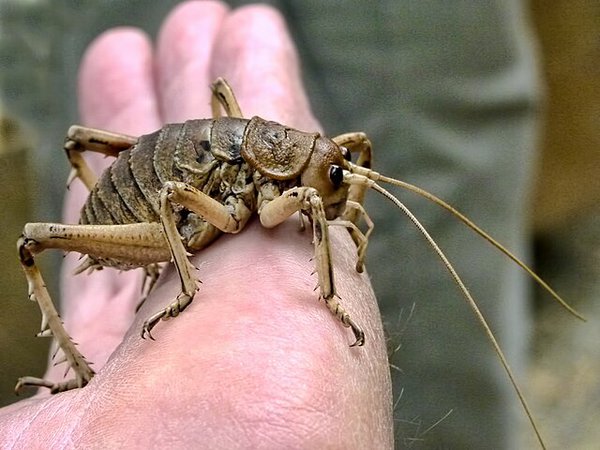 Giant_Weta.jpg