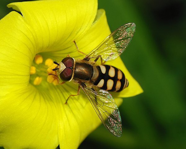 Hoverfly_January_2008-6.jpg