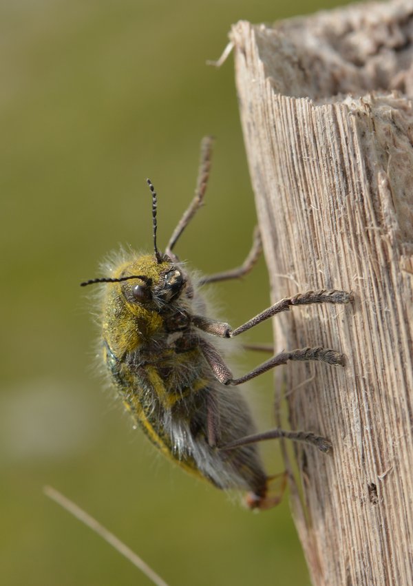 Julodis ehrenbergi.jpg