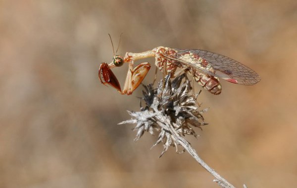 Mantispa styriaca.jpg