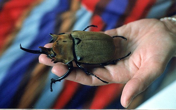 Megasoma elephas.jpg