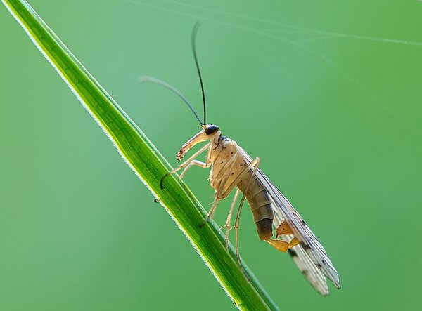 Panorpa_alpina.jpg