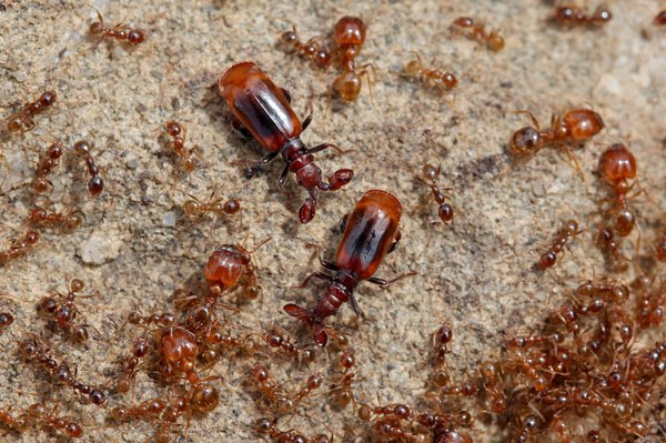 Paussus turcicus.jpg
