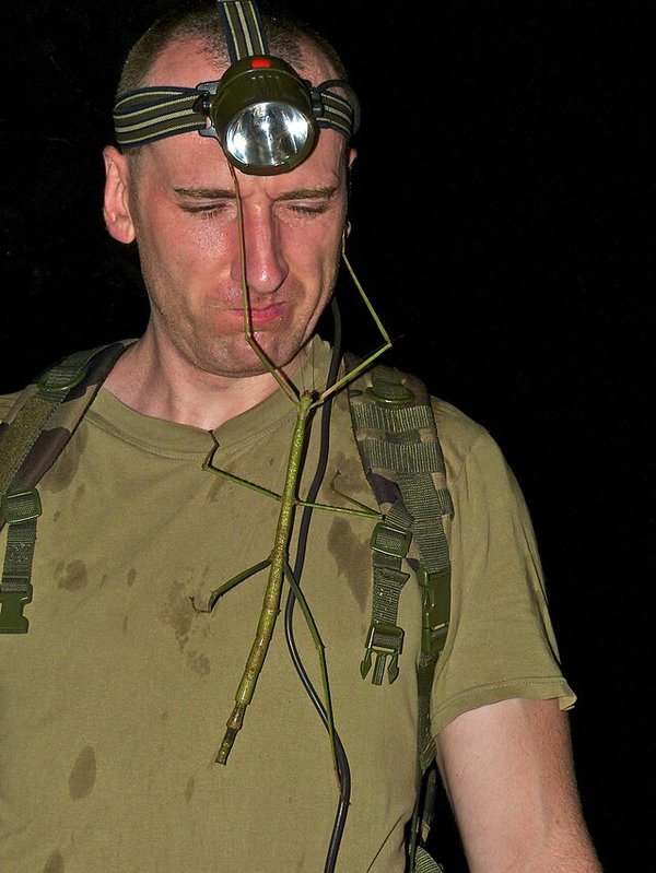 Phobaeticus_serratipes.jpg