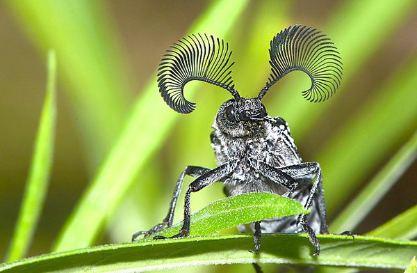 Rhipicera_carinata.jpg