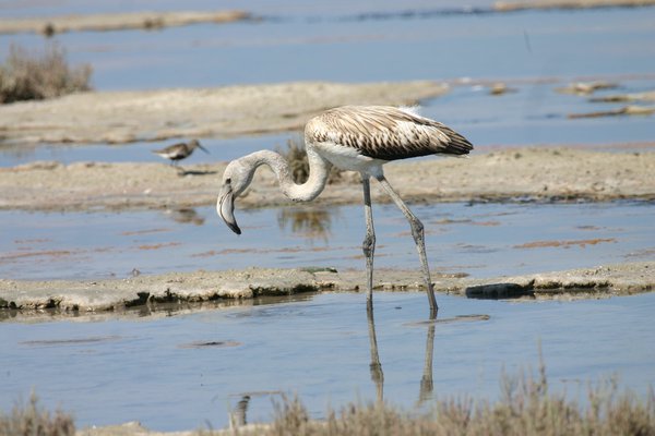 Young flamingo-Νικόλαος Κασίνης (Υπηρεσία Θήρας και Πανίδας).jpg