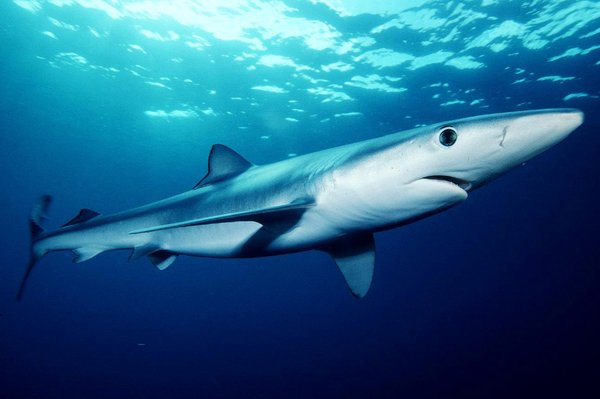 blue-shark-prionace-glauca.jpg